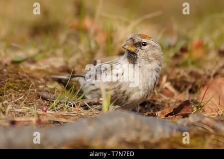 Arktis - Redpoll Acanthis hornemanni in Nordamerika bekannt als graue redpoll, ist ein Vogelarten in der Finch Familie Fringillidae. Er brütet in tun Stockfoto