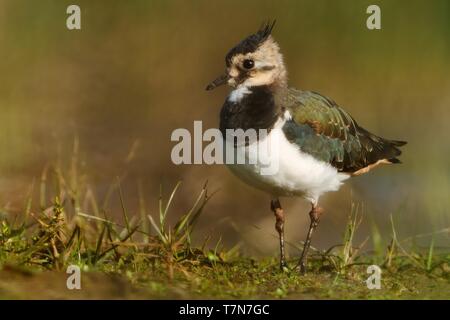 Northern Kiebitz, Vanellus vanellus Portrait, befinde sich im Wasser bald am Morgen Stockfoto