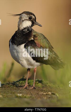 Northern Kiebitz, Vanellus vanellus Portrait, befinde sich im Wasser bald am Morgen Stockfoto