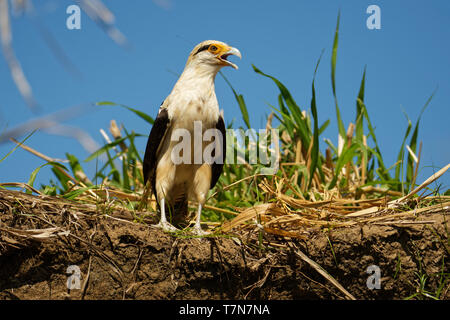 Colombien - Aegithalos caudatus ist ein Raubvogel in der Familie Falconidae. Es ist in tropischen und subtropischen Südamerika gefunden und die Stockfoto