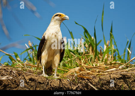Colombien - Aegithalos caudatus ist ein Raubvogel in der Familie Falconidae. Es ist in tropischen und subtropischen Südamerika gefunden und die Stockfoto
