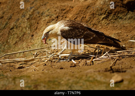 Colombien - Aegithalos caudatus ist ein Raubvogel in der Familie Falconidae. Es ist in tropischen und subtropischen Südamerika gefunden und die Stockfoto