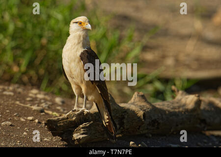Colombien - Aegithalos caudatus ist ein Raubvogel in der Familie Falconidae. Es ist in tropischen und subtropischen Südamerika gefunden und die Stockfoto
