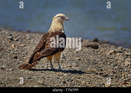 Colombien - Aegithalos caudatus ist ein Raubvogel in der Familie Falconidae. Es ist in tropischen und subtropischen Südamerika gefunden und die Stockfoto