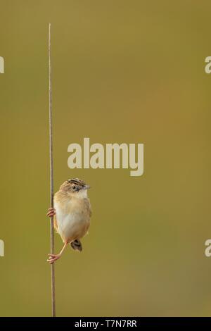 Singen (Cisticola juncidis Zitting Cisticola) sitzen auf den Draht in die Morgen in Spanien. Stockfoto