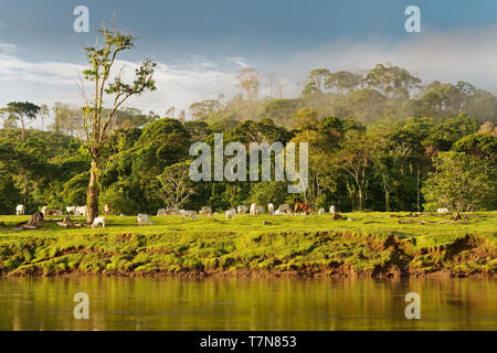 Costa Rica Landschaft von Boca Tapada, Rio San Carlos. Riverside mit Wiesen und Kühen, tropischen bewölkt Wald im Hintergrund. Stockfoto