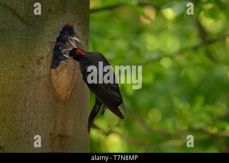 Die weibliche Schwarzspecht (Dryocopus martius) Ernährung Knaben im nesthole Stockfoto