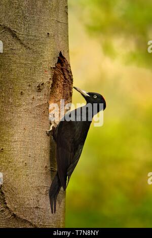 Die weibliche Schwarzspecht (Dryocopus martius) sitzt auf einem Baumstamm neben der Verschachtelung Loch. Stockfoto