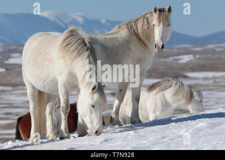 Herden von wilden Pferden ruhen und fressen Gras in der Nähe der Oberseite der Halterung Cincar, 150 km südwestlich von Livno, Bosnien, Donnerstag, Februar 7, 2019. Die wilde Herde live Stockfoto