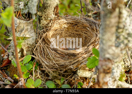 Nest der Redwing - Turdus iliacus, Vogel in der soor Familie Turdidae, die in Europa und Asien, etwas kleiner als die zugehörigen Singdrossel. Stockfoto