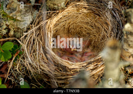 Nest der Redwing - Turdus iliacus, Vogel in der soor Familie Turdidae, die in Europa und Asien, etwas kleiner als die zugehörigen Singdrossel. Stockfoto