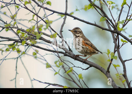 Nest der Redwing - Turdus iliacus, Vogel in der soor Familie Turdidae, die in Europa und Asien, etwas kleiner als die zugehörigen Singdrossel. Stockfoto