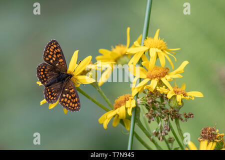 Heide Fritillary (Mellicta athalia Melitaea athalia,) an der gelben Blumen. Österreich Stockfoto