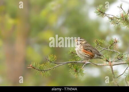 Nest der Redwing - Turdus iliacus, Vogel in der soor Familie Turdidae, die in Europa und Asien, etwas kleiner als die zugehörigen Singdrossel. Stockfoto