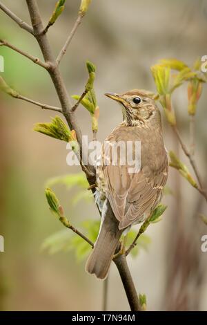 - Singdrossel Turdus philomelos auf dem Zweig Stockfoto