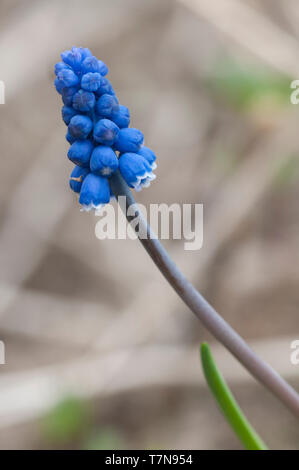 Muscari Blumen im Frühling Garten, in der Nähe Stockfoto