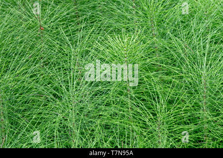 Northern Riese Ackerschachtelhalm (Equisetum telmateia), einige Stiele. Österreich Stockfoto