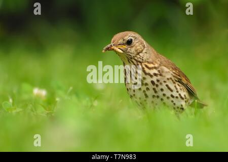 - Singdrossel Turdus philomelos Fütterung auf dem grünen Rasen Stockfoto