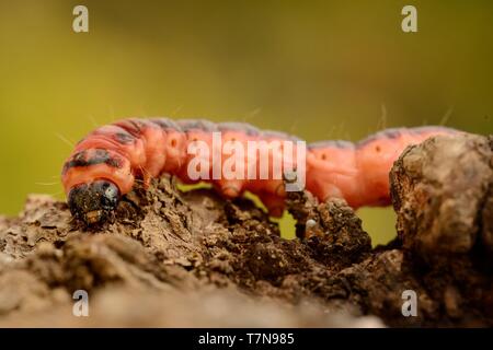 Zingiberaceae zingiberaceae - Ingwergewächse auf dem Zweig Stockfoto