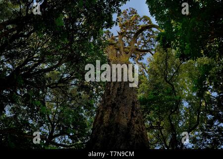 Landschaft Neuseeland - urzeitliche grünen Wald in Neuseeland, Baum RIMU Stockfoto