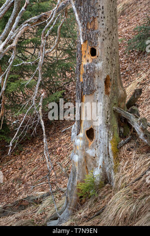 Bohrungen in einem Baum Stamm einer Fichte produziert von Spechte Stockfoto