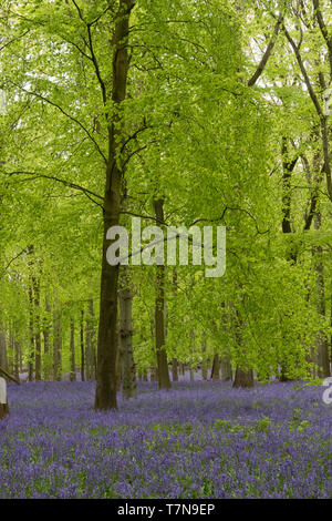 Ein bluebell Teppich in der National Trust Dockey Holz auf der Ashridge Immobilien. Stockfoto