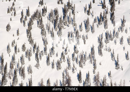 Fichte (Picea abies), im Winter, aus der Luft gesehen. Tirol, Österreich Stockfoto