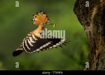 Eurasischen Wiedehopf (Upupa epops) Fütterung der Küken im Flug gefangen. Stockfoto