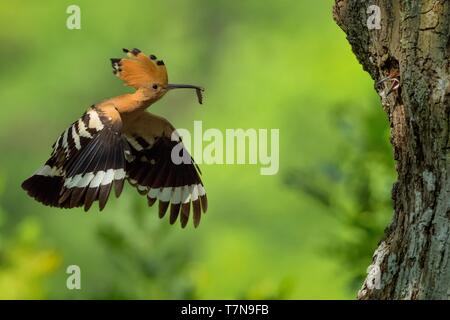 Eurasischen Wiedehopf (Upupa epops) Fütterung der Küken im Flug gefangen. Stockfoto