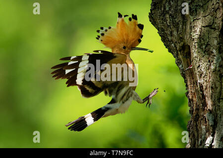 Eurasischen Wiedehopf (Upupa epops) Fütterung der Küken im Flug gefangen. Stockfoto