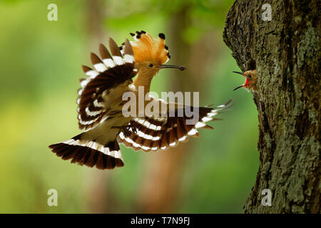 Eurasischen Wiedehopf (Upupa epops) Fütterung der Küken im Flug gefangen. Stockfoto