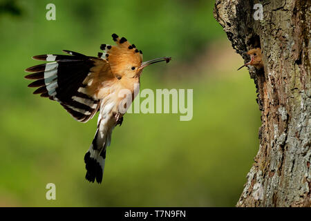 Eurasischen Wiedehopf (Upupa epops) Fütterung der Küken im Flug gefangen. Stockfoto