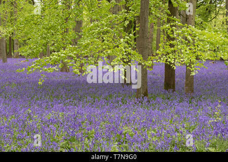 Ein bluebell Teppich in der National Trust Dockey Holz auf der Ashridge Immobilien. Stockfoto