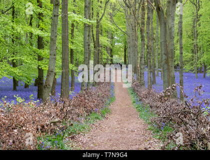 Ein bluebell Teppich in der National Trust Dockey Holz auf der Ashridge Immobilien. Stockfoto