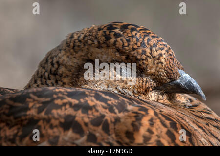 Birkhuhn (Tetrao tetrix, Lyrurus tetrix). Porträt einer schlafenden Frau. Österreich Stockfoto