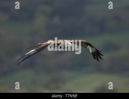 Rotmilan, Milvus milvus, im Flug, über moorlandschaften Haworth, West Yorkshire Stockfoto