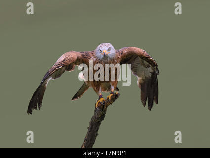 Rotmilan, Milvus milvus, thront auf Stick, Haworth, West Yorkshire Stockfoto