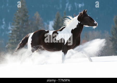 Paint Horse. Piebald nach Galopp im Schnee. Österreich Stockfoto