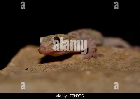 Mediterranes Haus Gecko (Hemidactylus turcicus) in der Wand in der Nacht in Kroatien. Stockfoto