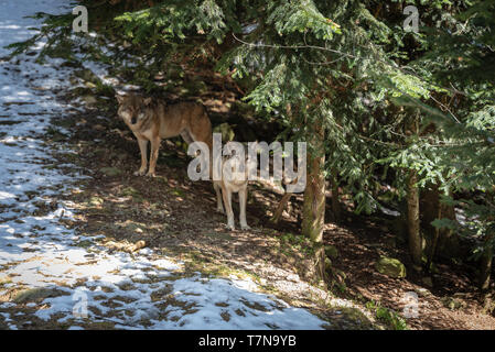 Europäische graue Wölfe steht zwischen Bäumen im Wald Stockfoto