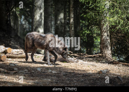 Eine europäische Black Grey Wolf Stockfoto