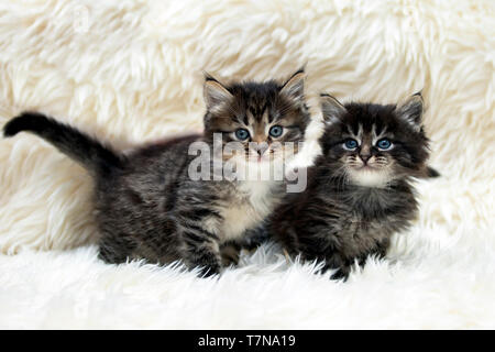 Sibirische Katze. Zwei Kätzchen auf weißen flauschigen Decke. Deutschland Stockfoto