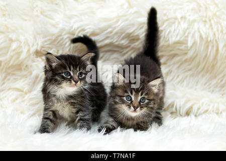 Sibirische Katze. Zwei Kätzchen auf weißen flauschigen Decke. Deutschland Stockfoto