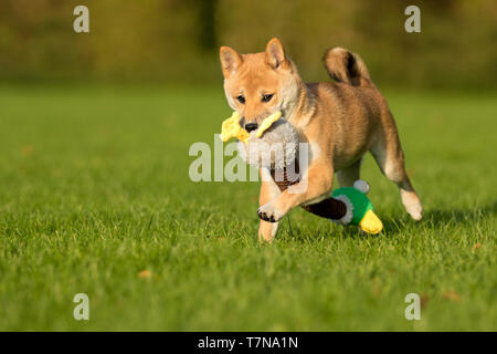 Shiba Inu. Puppy Toy tragen, laufen auf einem Rasen. Niederlande Stockfoto