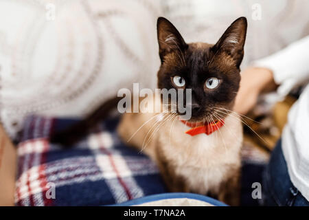 Lustige Katze mit einer roten Schleife binden. Katze mit Schmetterling. Katze mit Auge defekt. Das Konzept der modischen Katzen Stockfoto