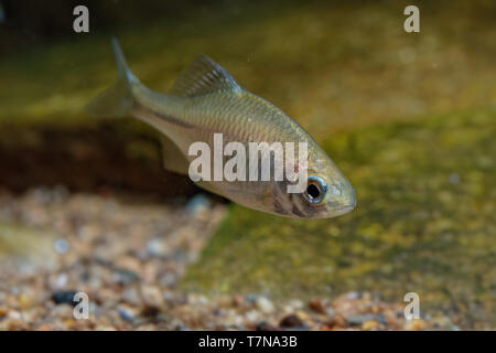 Amur Rhodeus sericeus Bitterling - kleine Fische carp-Familie. Muscheln bilden einen wesentlichen Teil ihrer Geschlechtsorgane, mit bitterling Eier bein Stockfoto