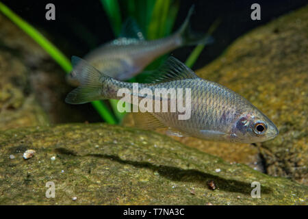 Amur Rhodeus sericeus Bitterling - kleine Fische carp-Familie. Muscheln bilden einen wesentlichen Teil ihrer Geschlechtsorgane, mit bitterling Eier bein Stockfoto