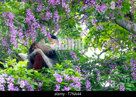 Pygathrix nemaeus in der Jahreszeit des millettia Blumen auf dem Son Tra Halbinsel gemausert, Da Nang, Vietnam. Dies ist eine kleine Gruppe von seltenen wilden anim Stockfoto