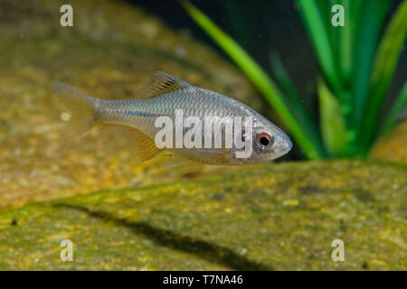 Amur Rhodeus sericeus Bitterling - kleine Fische carp-Familie. Muscheln bilden einen wesentlichen Teil ihrer Geschlechtsorgane, mit bitterling Eier bein Stockfoto