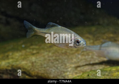 Amur Rhodeus sericeus Bitterling - kleine Fische carp-Familie. Muscheln bilden einen wesentlichen Teil ihrer Geschlechtsorgane, mit bitterling Eier bein Stockfoto